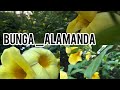 Bunga Alamanda Kuning II Allamanda Cathartica II Bunga Terompet Warna Kuning