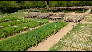 Kalamin Nursery in Desa'a, Ethiopia