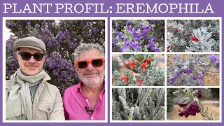 Plant profile: Eremophila - 12 amazing dry climate flowering shrubs