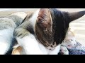 big male cat love little cat বড় বিড়াল ছোট বিড়ালটাকে ভালোবাসে