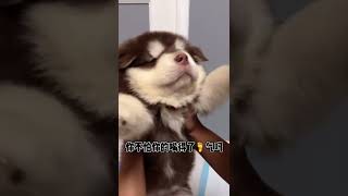 你不知道做舔🐶的後果嗎？ #舔狗 #舔狗舔最後一無所有