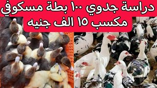 مشروع تربية 100 بطة مسكوفي | مكسب عالي بمخاطرة قليلة وراس مال صغير