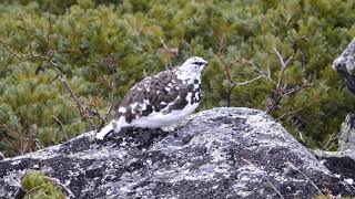 4K　燕岳の雄雷鳥３