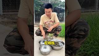 老虎吃虾吗？Do tigers eat shrimp?   #有趣的动物 #小动物 #funny #疯狂动物园 #tiger #虎