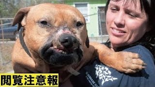 【衝撃】闘犬の噛ませ犬として虐待されてきた犬