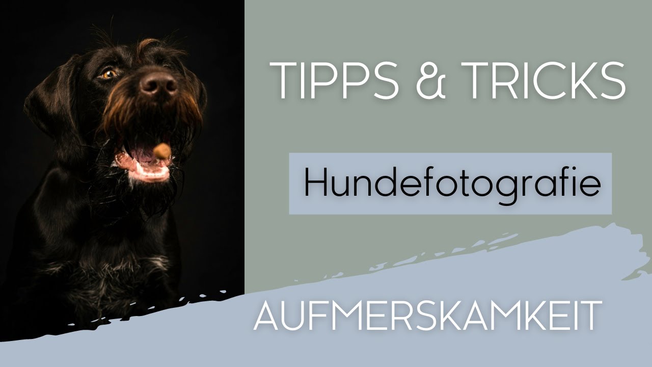 TIPPS & TRICKS Aufmerksamkeit Hund | Hundeshooting | Fotoshooting Mit ...