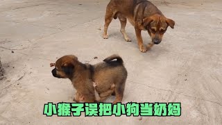 小猴子误把小狗当做自己妈妈，小奶狗化身小奶妈，太滑稽了