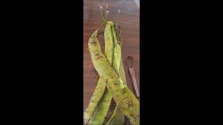 How to prepare Zawngtah (Parkia speciosa)