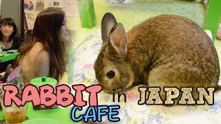 Rabbit Cafe in JAPAN! ウサギカフェに行ってみました！