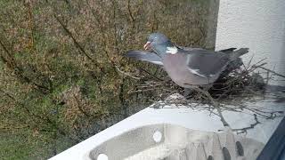 pigeons nest Germany window 德国窗台鸽子筑巢