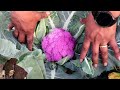 ରଙ୍ଗୀନ ଫୁଲ କୋବି ଚାଷ color cauliflower farming.