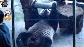 20191124 圓仔吃U字罐內葡萄 The Giant Panda Yuan Zai