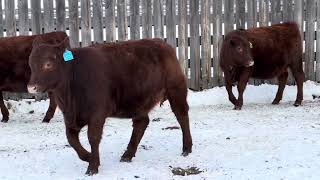 Registered Purebred Open Heifers - Group 5