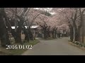 栃木市　太平山 桜のトンネル　上り　早朝