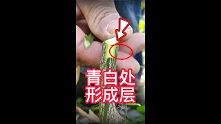 柑橘的嫁接操作過程，教你如何嫁接柑橘果樹新品種，一起學習學習吧  The operation process of citrus grafting, teach you how to grafting