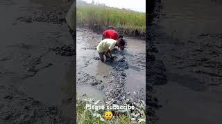 মধ্য বিলে পানি খেচে মাছ ধরলাম 😳 #shortvideo #like#subscribe #fishing