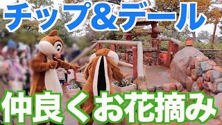 摘んだお花を撒き散らすチップ！デール「掃除しなよ！」【ディズニーランド】