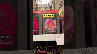 Costco, flowers, garden, plants, roses 🌹 #shopping #costco #2023 #roses #plants #fowers