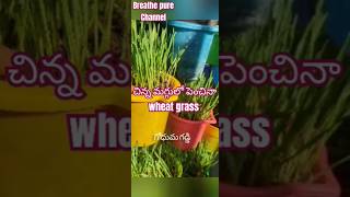 మా అక్క పెంచినా  wheat Grass 🌾🌾#subscribe to my channel Breathe pure ☺️