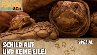 Die bunte Welt der Schildkröten | Panda, Gorilla \u0026 Co.