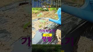 5월 텃밭 가지 키우기 #텃밭가꾸기 #주말농장가지키우기 #가지심는시기