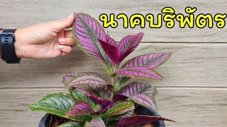 ต้นนาคบริพัตร การดูแล ไม้มงคลความหมายดี ต้นไม้ใบสวยงาม Persian Shield Plant