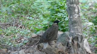 Koklass Pheasant