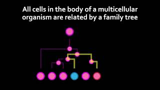 NeuroMatch 40 Predicting the connectome with neuron family trees — Jordan Matelsky