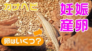 カナヘビが卵を産んだ！交尾から産卵までの記録