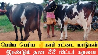 22 லிட்டர் கரவையில் இரண்டு HF மாடுகள் கிடாரி கன்றுடன் விற்பனை