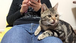 機嫌が悪い妹が超かまってモードの猫を無視し続けるとこうなりますｗ