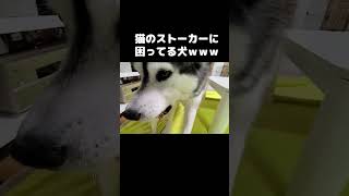 猫がずっと付いてくるので困ってる犬...#shorts