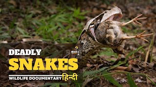 Deadly Snakes - Africa, हिन्दी डॉक्यूमेंट्री | Wildlife documentary in Hindi