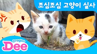 조심조심 고양이 (길냥이 ver.) | 드래곤디와 함께하는 동물의 왕국 🐾 | 드래곤디 인기동요\u0026게임 | Dragon Dee | Kids Song