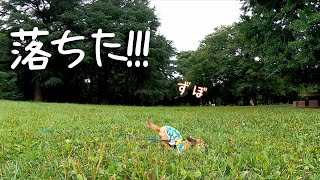 【17歳と15歳老犬カニンヘンダックスVlog】ソラに災難！散歩してたら落とし穴に落ちました。ソラびっくりです。