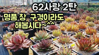 환상적인  다육이의 변신 ~ 2025년 2월 19일