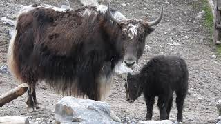 雪の降る中ママに甘えるヤクの赤ちゃん　Yak mom \u0026 baby 2016 1108