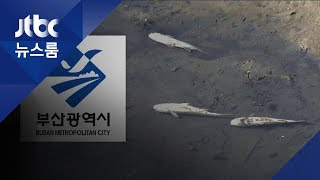 '생태 하천' 만들겠다더니…공사 후 '물고기 무덤'으로