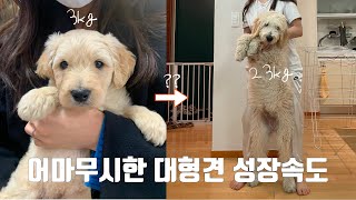 (Eng) Golden Doodle Growth Speed Incredible🐶