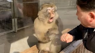 Animals Reacting to Magic Tricks: Funniest Moments! 🐾✨😂