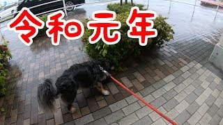 令和元年！雨の日にビショビショお散歩【ミックス犬くう】