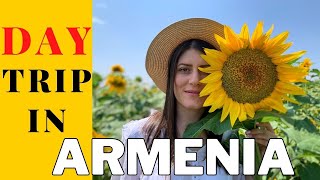 Sunflower field in Armenia (Mrgashat-Մրգաշատ) Արևածաղիկների դաշտ