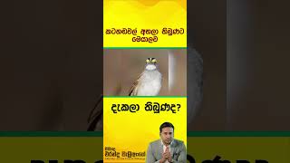 හැමදාම උදේට... පරිසරය සංගීතවත් කරන කුරුල්ලෝ..❤ 🐦