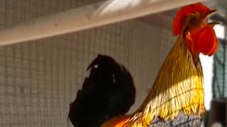 Rooster Epic Fails at Crowing - Funny Subtitles