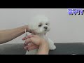 말티즈maltese 베이비컷 2배속 설명o dog groomer dog grooming