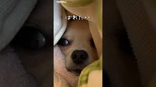 こっそり布団に潜り込んでくるチワワ【うちのわんこ】 #チワワ  #犬  #Chihuahua #shorts