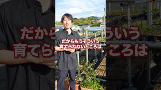 梅干しだけでなく、この里山の景色も次世代に引き継いでいきます💪  #梅干し #耕作放棄地 #梅 #紀州備長炭