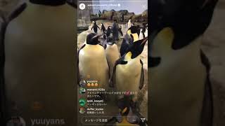 アドベンチャーワールド Adventure World Instagram Live 2020/03/04 “ペンギンの食事タイム”