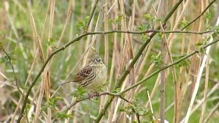 ムビる06240 今日のアオジ♀ aoji