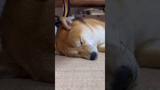 柴犬の寝言💤（ロングバージョン）#shorts #柴犬